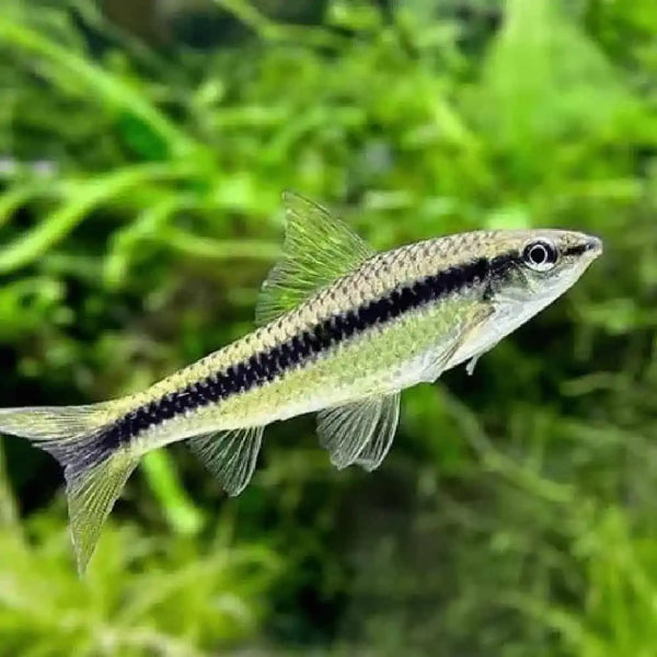 Siamese Algae Eater (SAE) 4cm