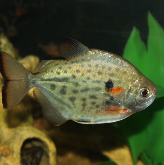 Spotted Silver Dollar 4cm