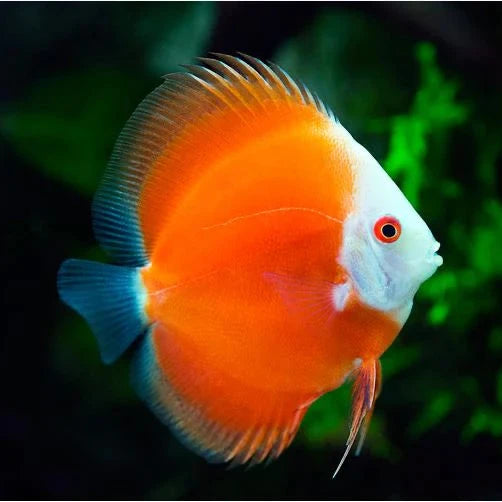 Red Melon Discus 9cm