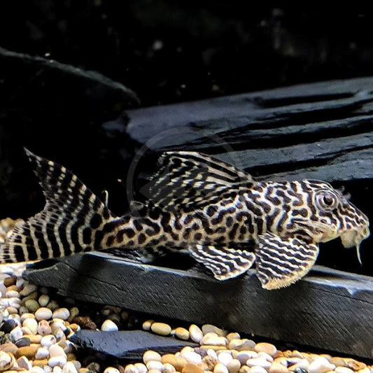 King Tiger Pleco L066 3-4cm
