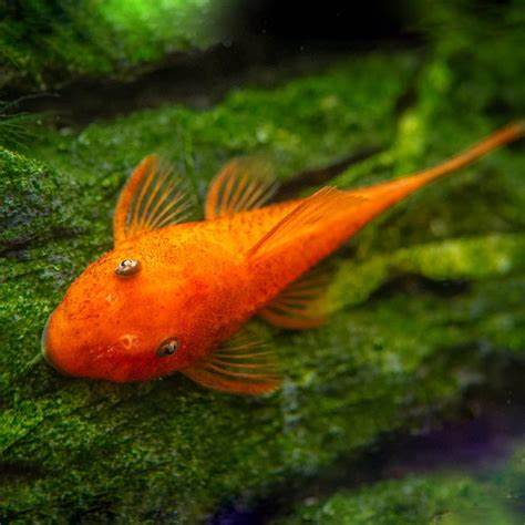 Super Red Bristlenose Pleco 6-7cm