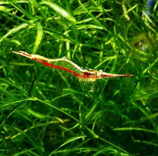 Red Nose Shrimp 2-3cm