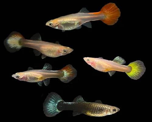 Assorted Female Guppy 2-3cm (Group of 10)