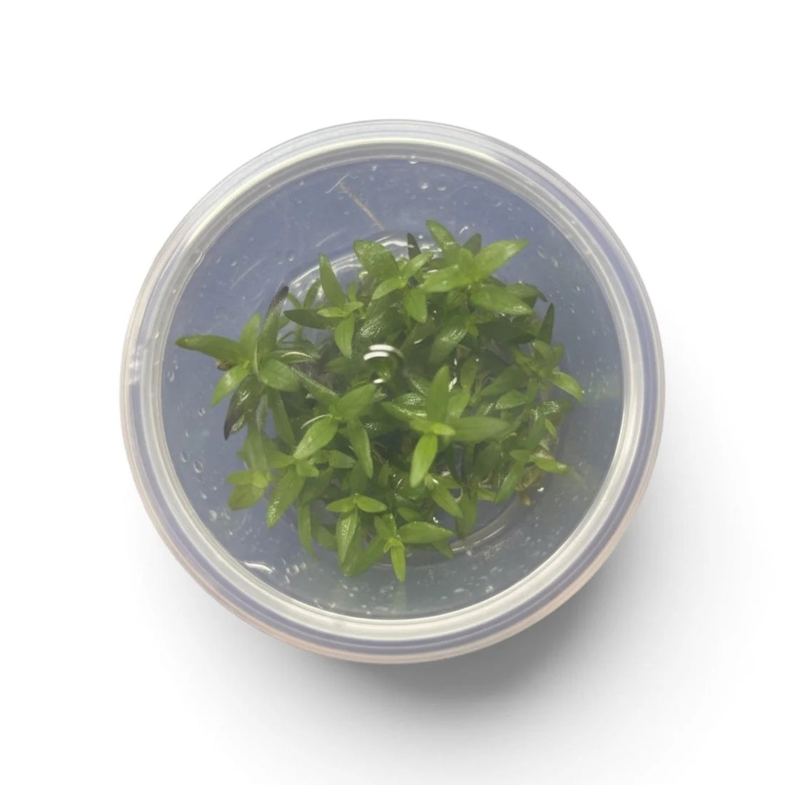 Bacopa Salzmanni Purple Tissue Culture