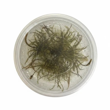 Cryptocoryne Axelrodi Tissue Culture