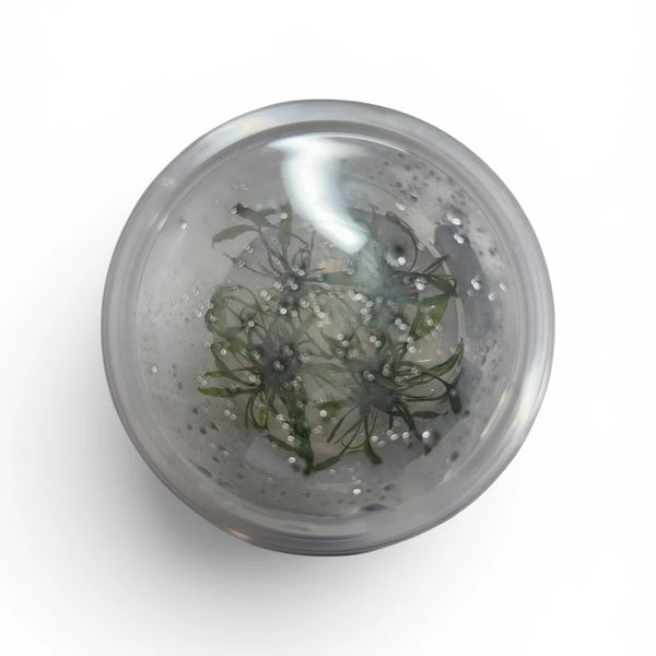Cryptocoryne Becketti Tissue Culture