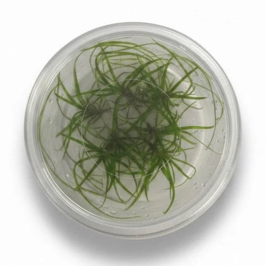 Juncus Repens Tissue Culture