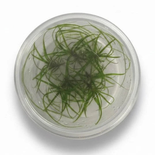 Juncus Repens Tissue Culture