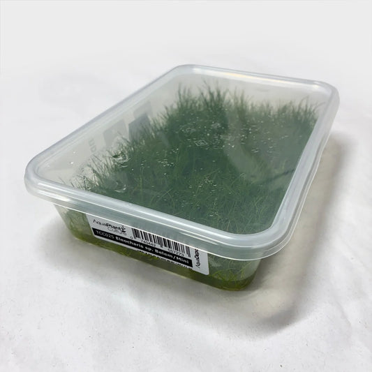 Eleocharis Dwarf Hairgrass Mega Pack