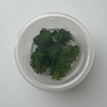 Limnophila Aromatica Kalimantan Mini
