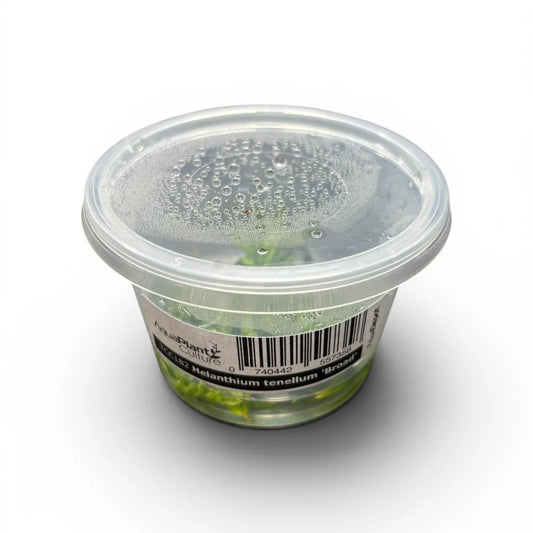 Helanthium Tenellum Broad Tissue Culture