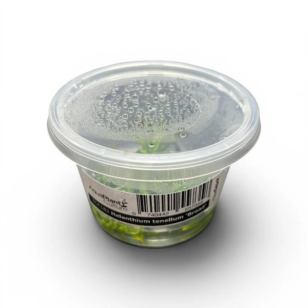 Helanthium Tenellum Broad Tissue Culture