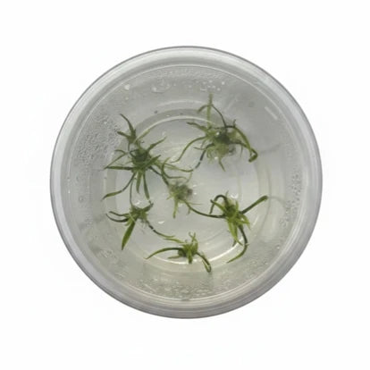 Cryptocoryne Parva Tissue Culture