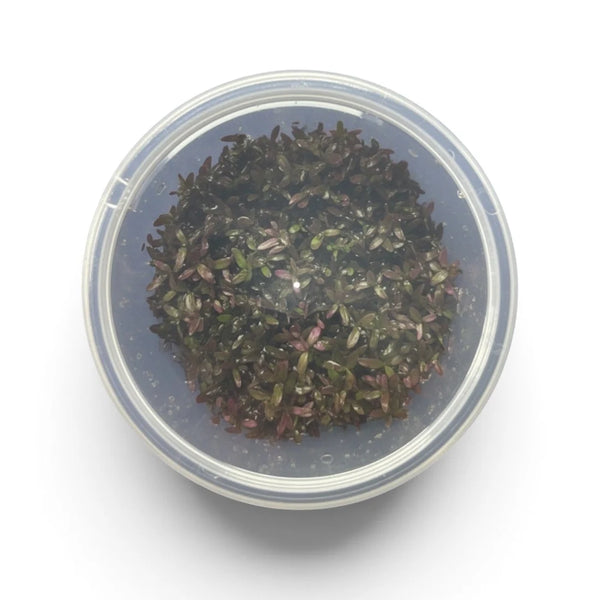 Rotala Rotundifolia Blood Red Tissue Culture