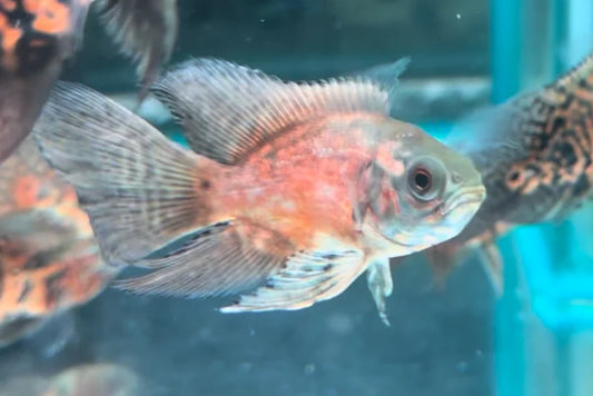 Copper Red Veiltail Oscar 8cm
