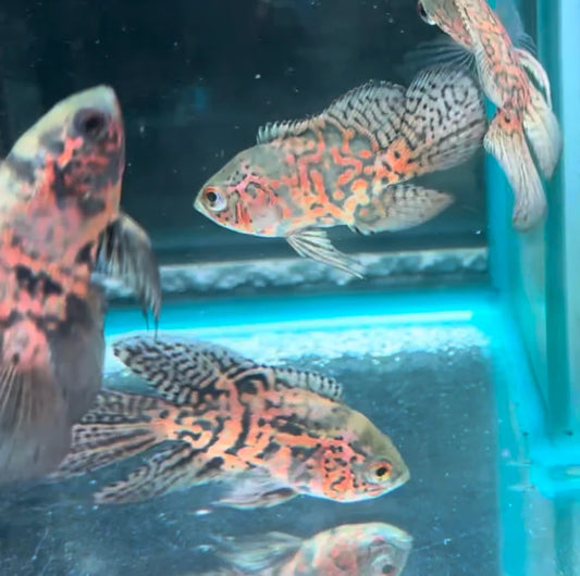 Black Nemo Veiltail Oscar 8cm