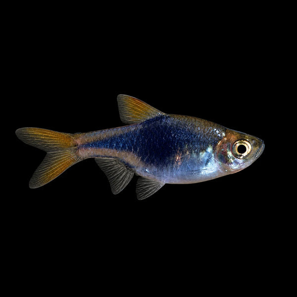 Purple Harlequin Rasbora 1cm