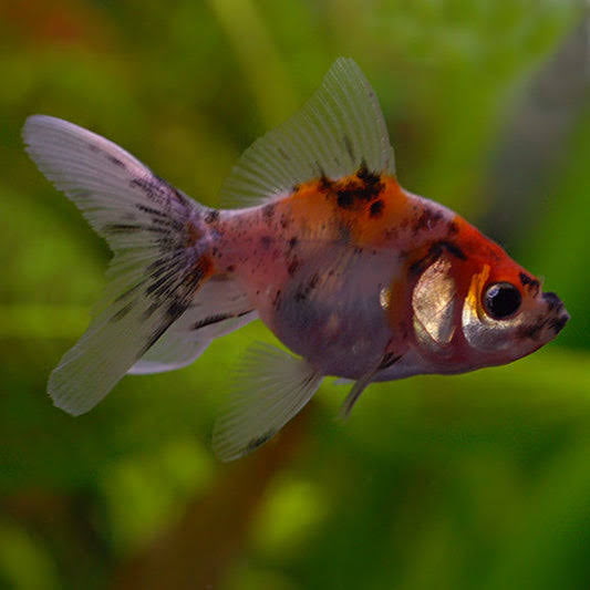Calico Fantail Goldfish 5cm