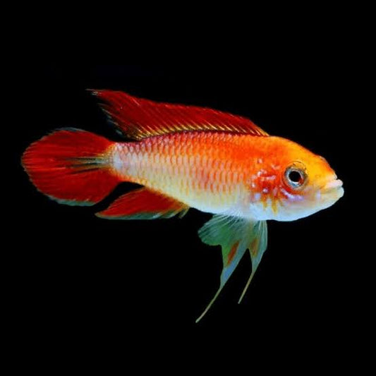 Apistogramma Agassizii Fire Red Gold Pair 2cm