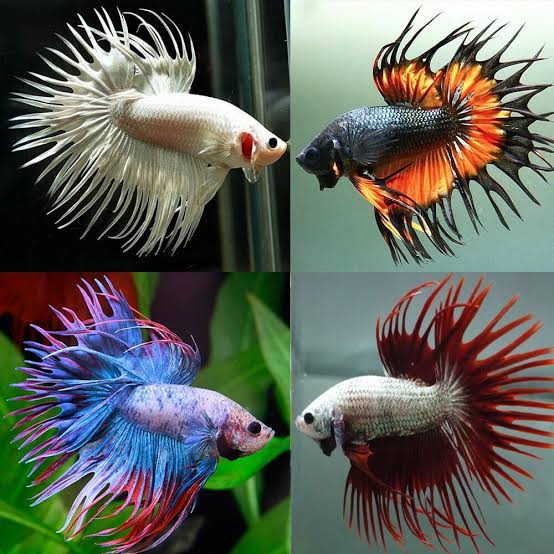 Fancy Crowntail Male Betta (Random Pick) Examples Only