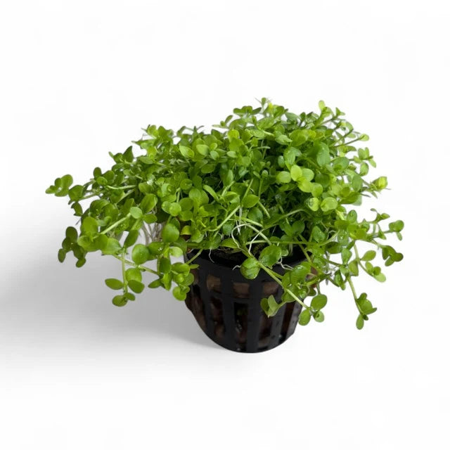 Monte Carlo Micranthemum tweediei