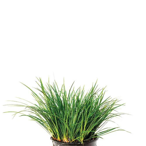 Dwarf Green Rush (Terrarium Only Plant)