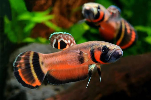 Betta Macrostoma Wild Pair 7cm