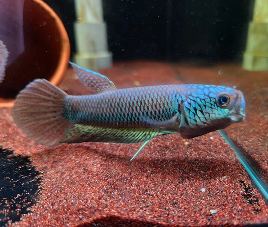 Betta Antuta Wild Pair 7-10cm