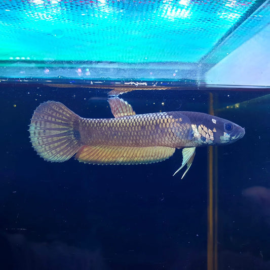 Betta Ocellata Wild Pair 8cm