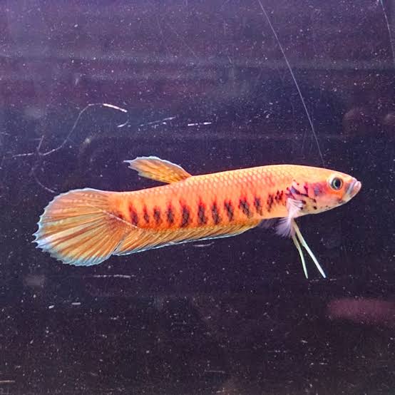 Betta Patoti Tanah Merah Wild Pair 6-7cm
