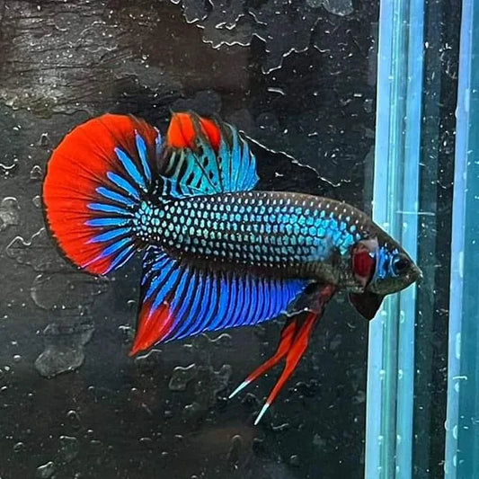 Betta Imbellis 2-3cm Sexed or Pairs