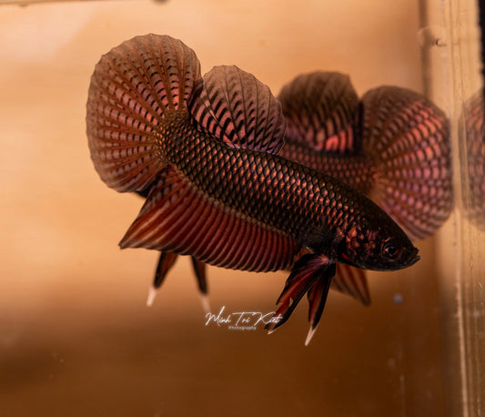 Betta Smaragdina Guitar Copper Wild Sexed or Pairs  3-4cm