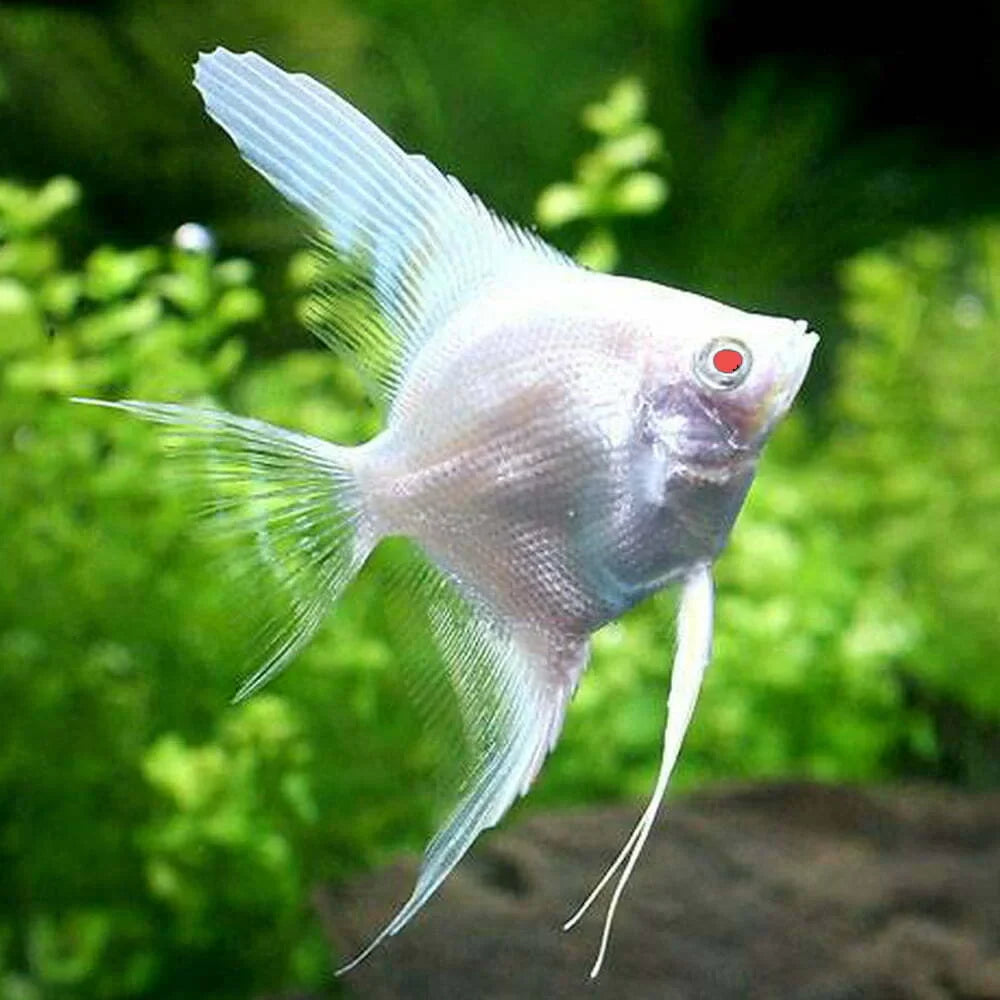 Albino Platinum Angelfish 7-8cm