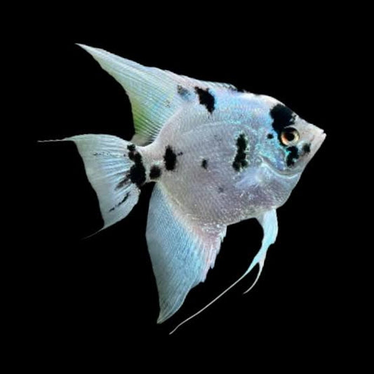 Panda Angelfish 5-6cm