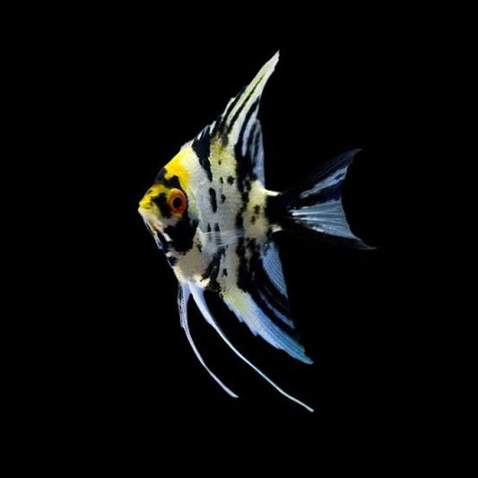 Tri Colour Angelfish 4cm