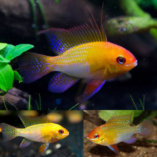 Gold Ram 3cm