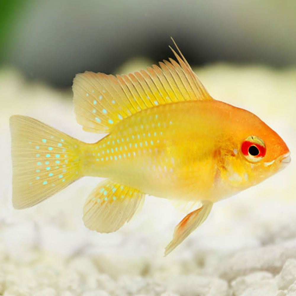 Sunshine Ram 3cm