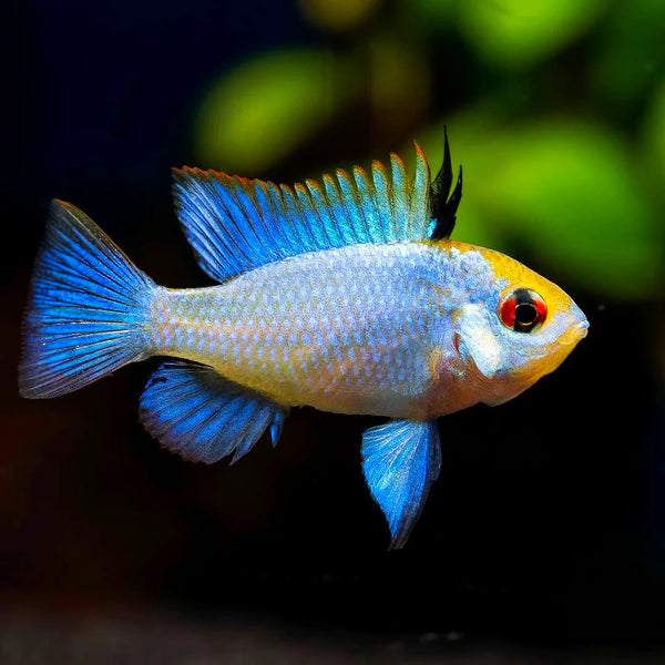 Electric Blue Ram 3cm