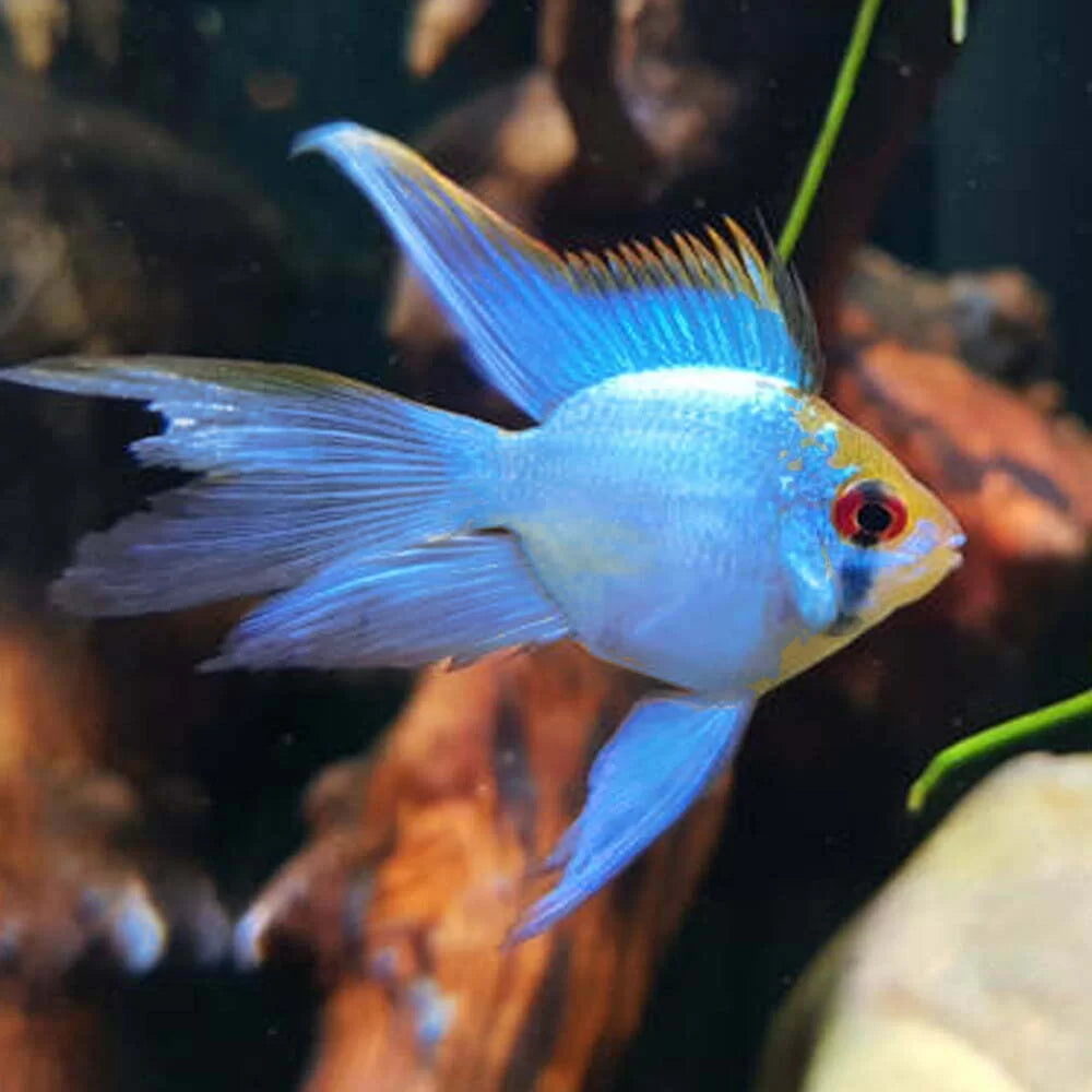 Long Fin Blue Balloon Ram 3cm