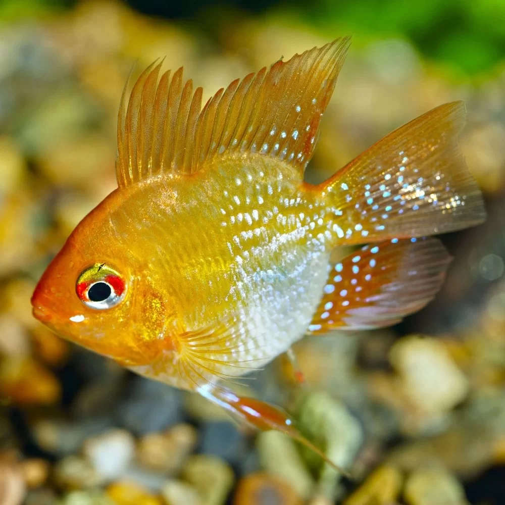 Gold Balloon Ram 3cm