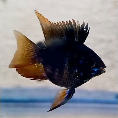 Dark Knight Balloon Ram 3cm