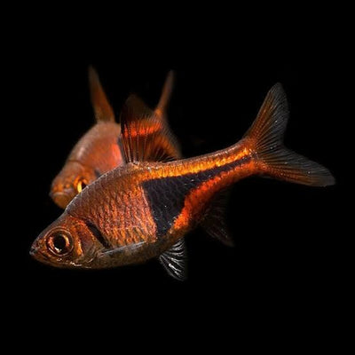 Harlequin Rasbora 2cm (Group of 10)