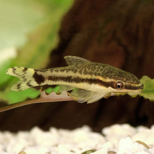 Otocinclus Catfish 3cm