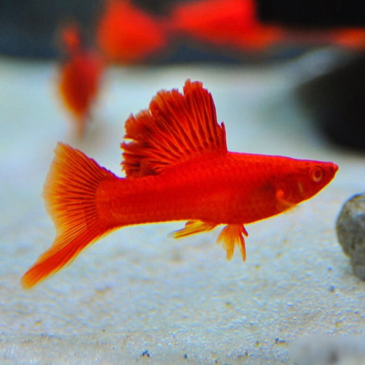 Bloodred Firecracker Swordtail 4-5cm