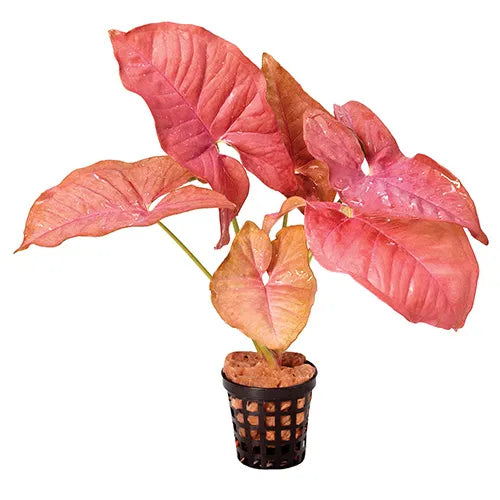 Red Borneo (Terrarium Only Plant)