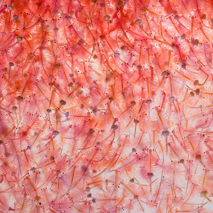 Freeze Dried Brine Shrimp 14g