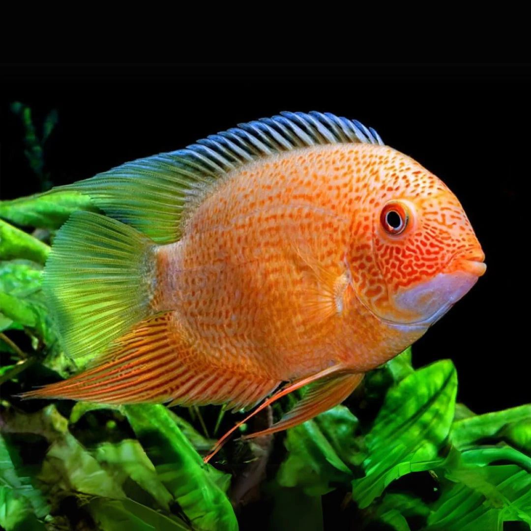 Red Spot Severum 5-7cm (Australian Bred)