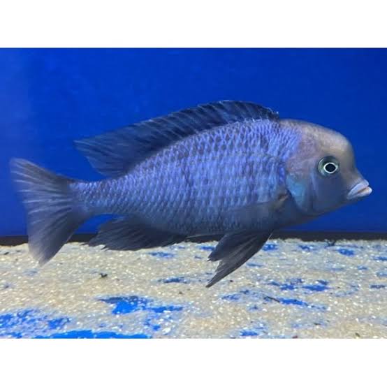 Blue Dolphin 5cm