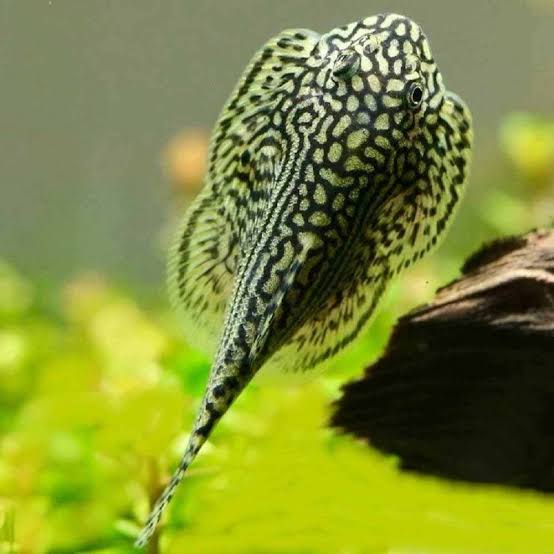 Hillstream Loach (RARE)