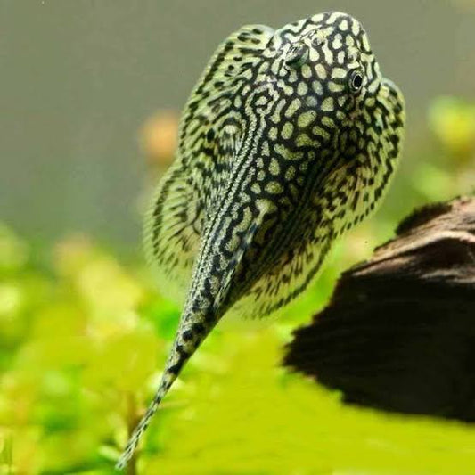 Hillstream Loach (RARE)